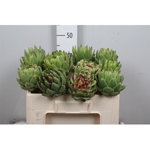 Cynara Sc Green Glob