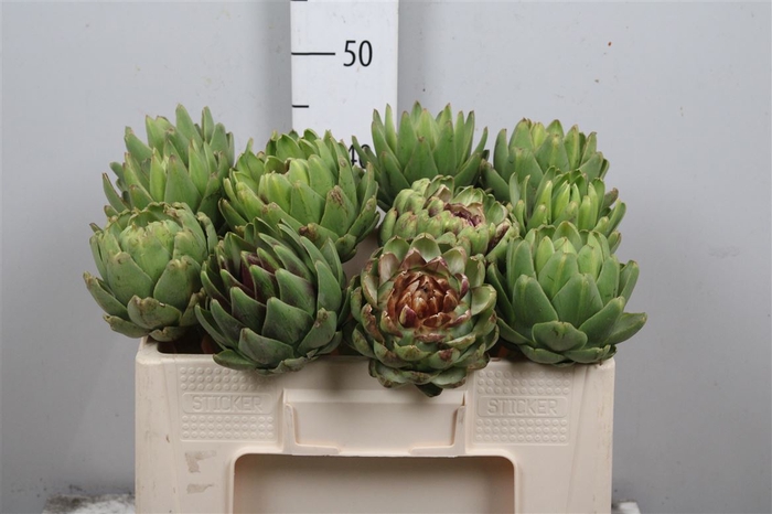 <h4>Cynara Sc Green Glob</h4>