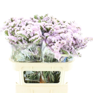 Limonium St Light Pink Birds X50