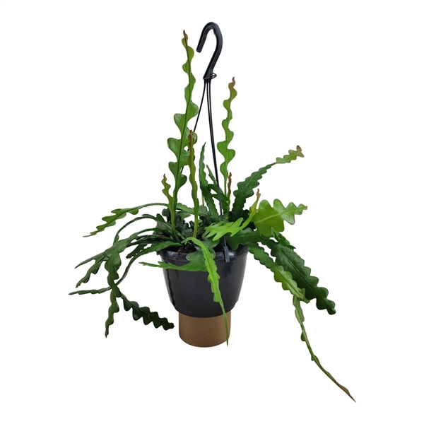 <h4>Epiphyllum anguliger</h4>