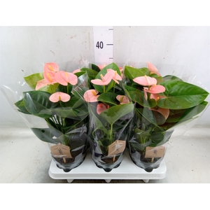 Anthurium andr. 'Spirit'