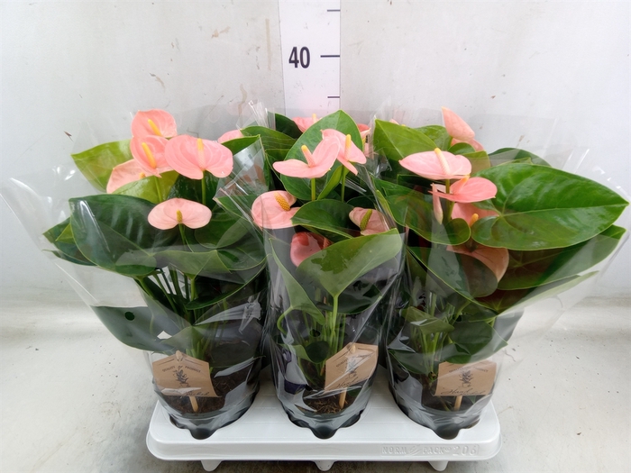 <h4>Anthurium andr. 'Spirit'</h4>