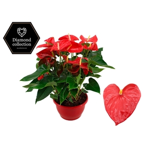 Anthurium 25 cm Casparo in Marly plastic scale