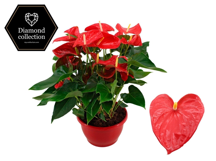 <h4>Anthurium 25 cm Casparo in Marly plastic scale</h4>