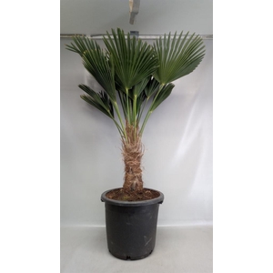 Trachycarpus wagnerianus