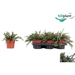 RHIPSALIS BACCIFERA