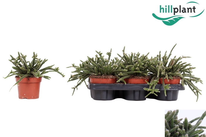 <h4>RHIPSALIS BACCIFERA</h4>