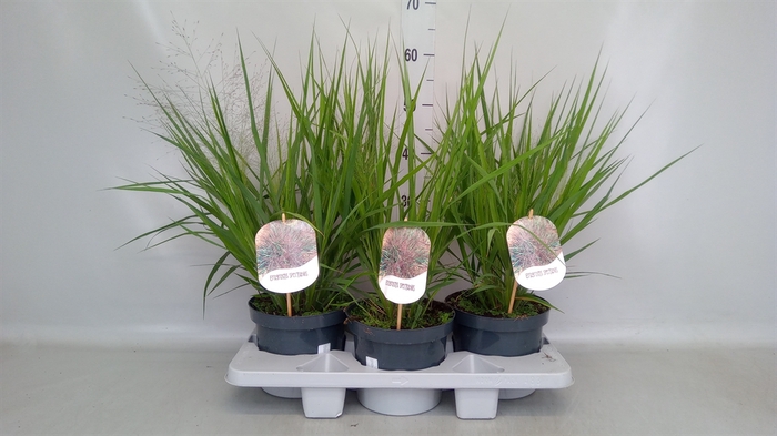 <h4>Eragrostis elliottii</h4>