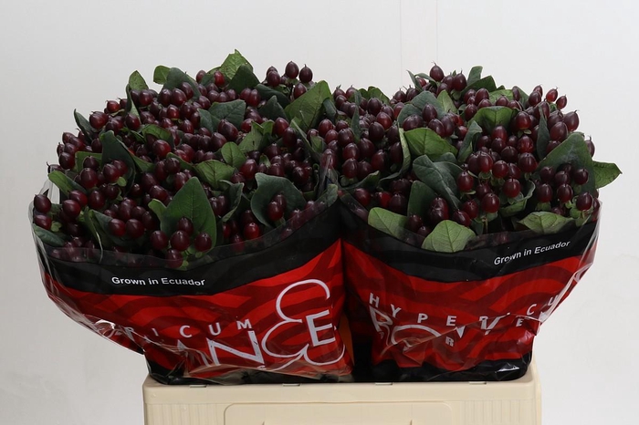 Hypericum Rocky Romance