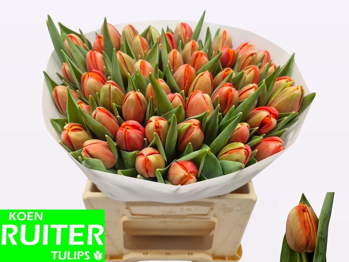 <h4>TU DU TERMINATOR</h4>