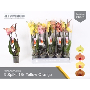 PHAL OV ORANJE