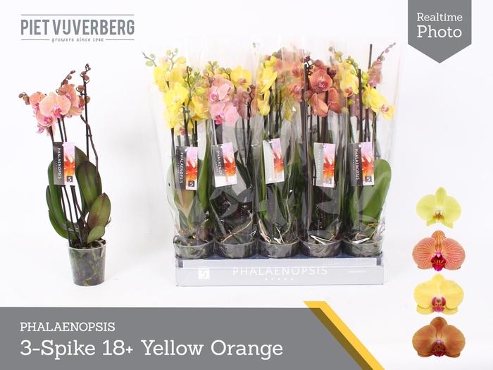 <h4>PHAL OV ORANJE</h4>