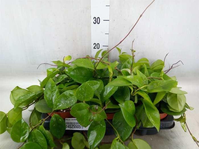 <h4>Hoya carnosa 'Freckles Splash'</h4>