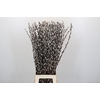 Salix Caprea Snow Flake Premium