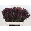 Leucadendron Saf Sunset Dark R.