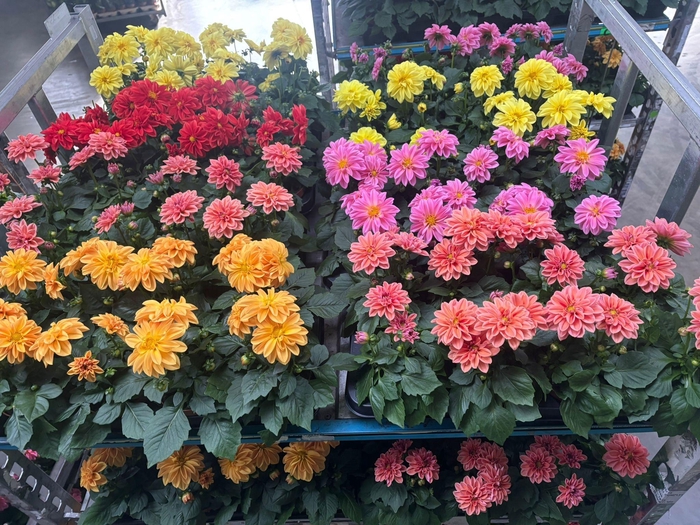 <h4>DAHLIA MIXK 5 KL</h4>