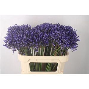 Agapanthus Dr Brouwer Blue