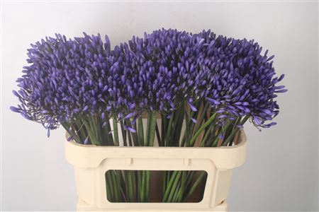 <h4>Agapanthus Dr Brouwer Blue</h4>