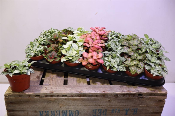 <h4>arr8 Fitt Gem 7 Kl</h4>