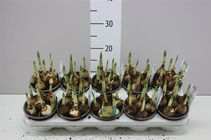 <h4>Narcis Bright Day</h4>