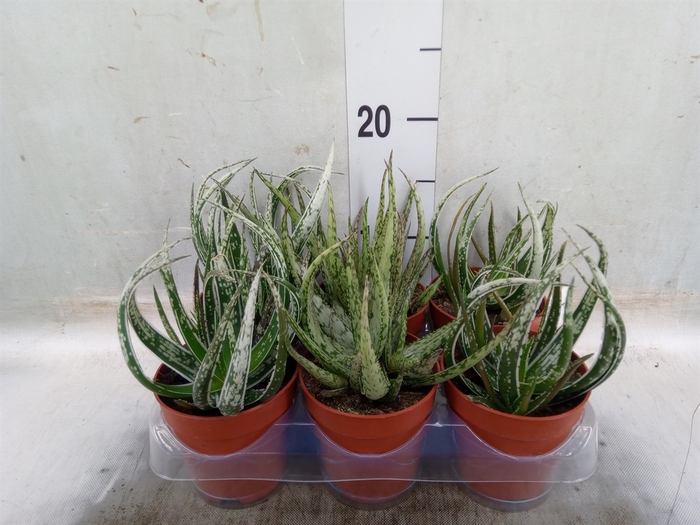 <h4>Aloe   ...</h4>