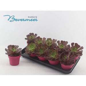 AEONIUM AB VELOURS