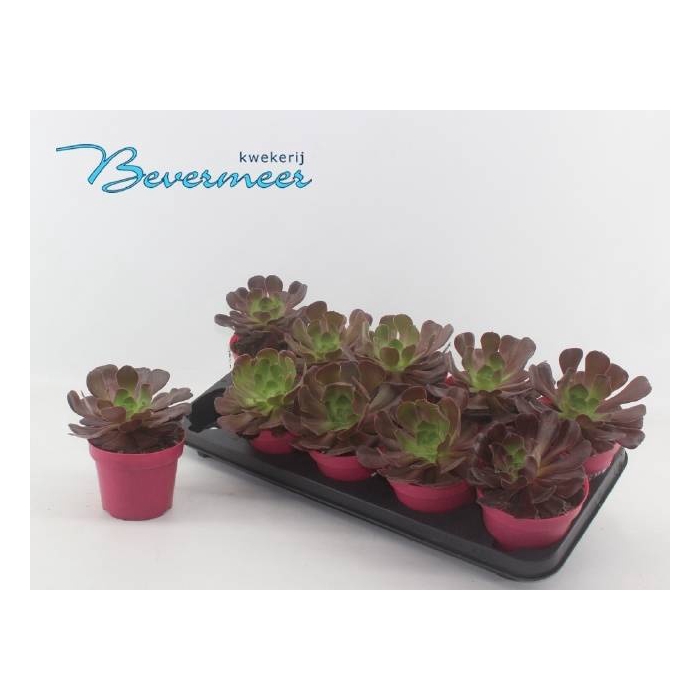 <h4>AEONIUM AB VELOURS</h4>