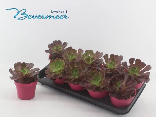 <h4>AEONIUM AB VELOURS</h4>