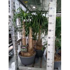 Beaucarnea recurvata