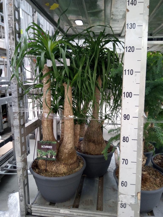 <h4>Beaucarnea recurvata</h4>