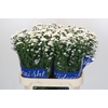 Aster Cassy