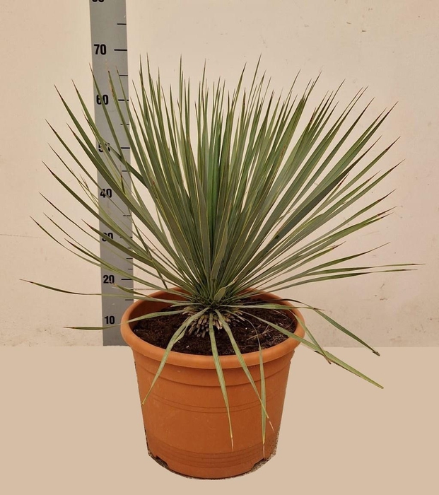 <h4>YUC ROSTRATA</h4>