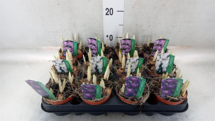 <h4>Crocus ...in pot</h4>