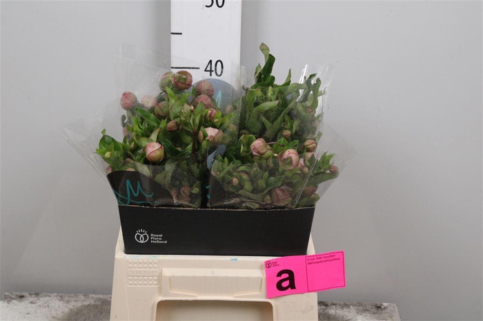 <h4>Hell Bella Belles</h4>