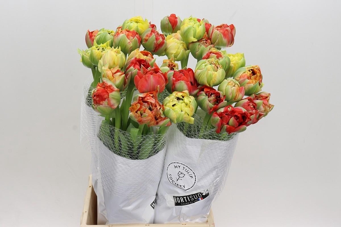 <h4>Tulipa (frans) Du Interstellar</h4>