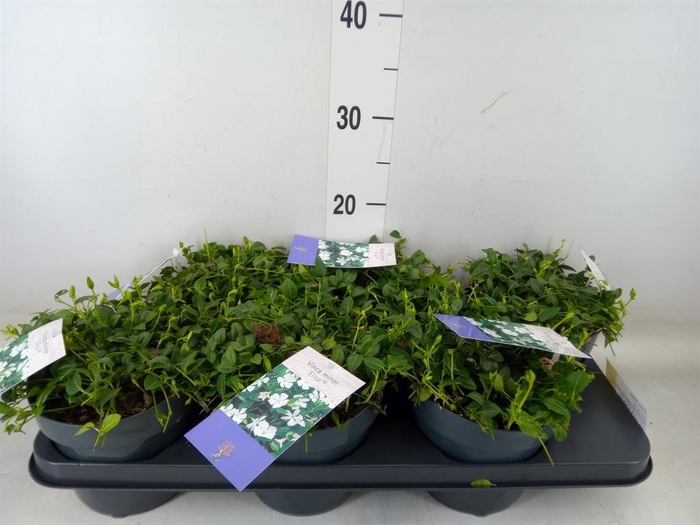 <h4>Vinca minor</h4>