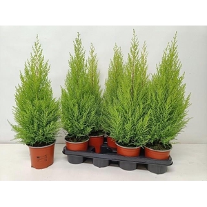 Cupressus mac. Goldcrest Wilma 14Ø 70cm