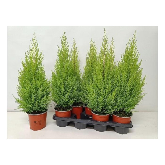 <h4>Cupressus mac. Goldcrest Wilma 14Ø 70cm</h4>