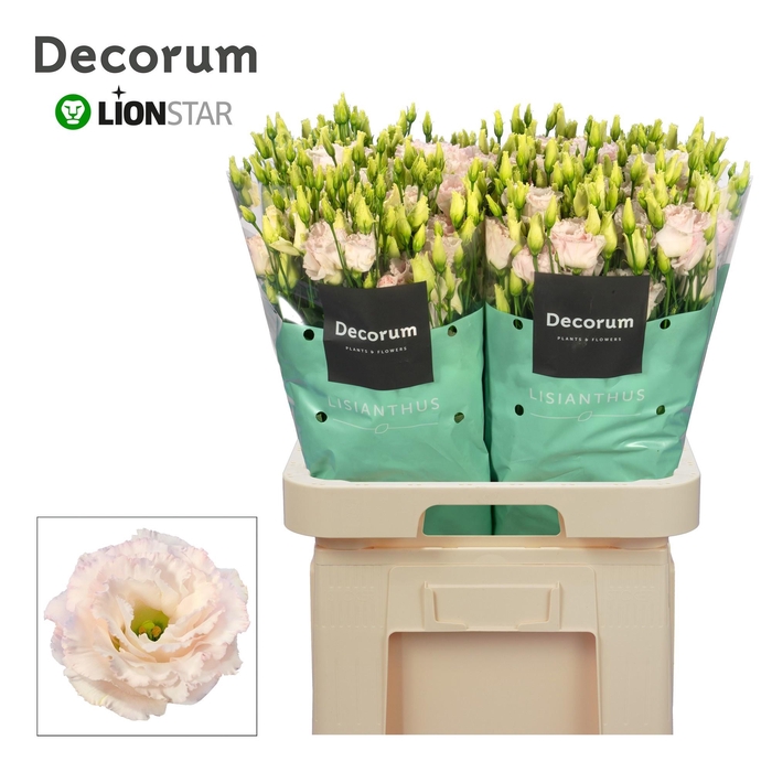 <h4>EUS G CHAC WED PINK</h4>