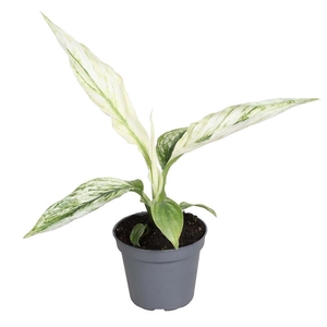 SPATHIPHYLLUM WALLISII