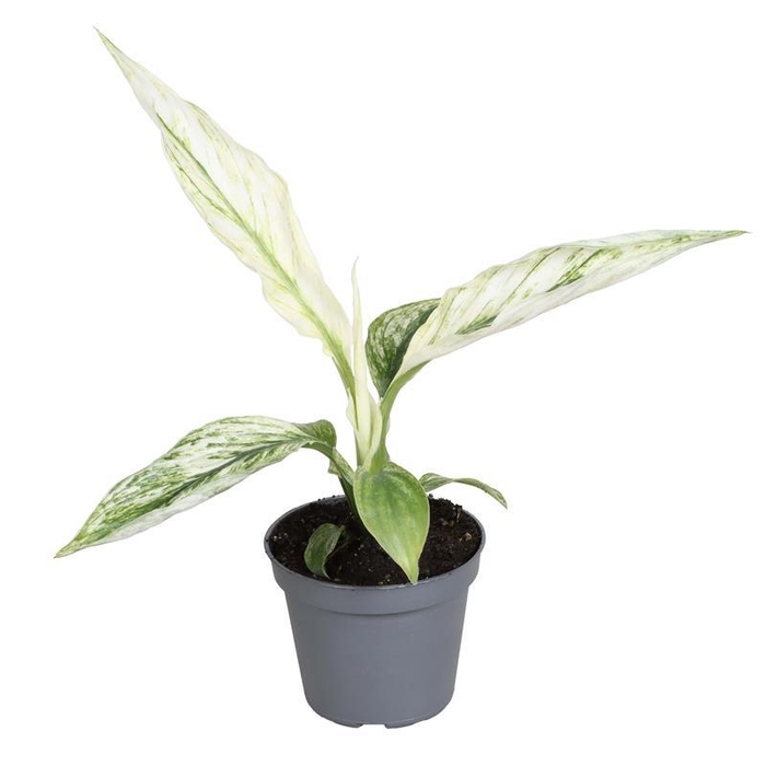 <h4>SPATHIPHYLLUM WALLISII</h4>