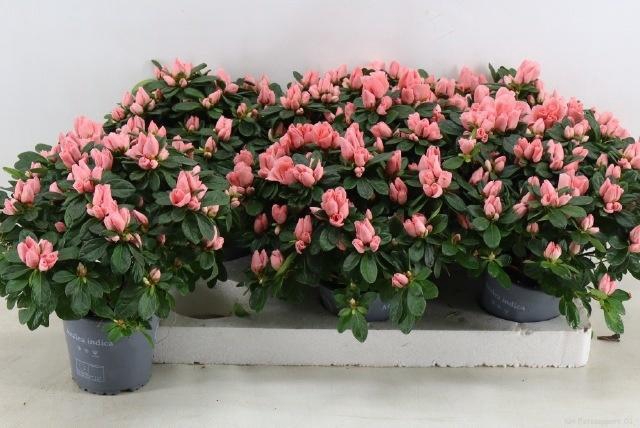 <h4>RHODO SI THESLA</h4>