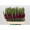 Antirrhinum Opus Red