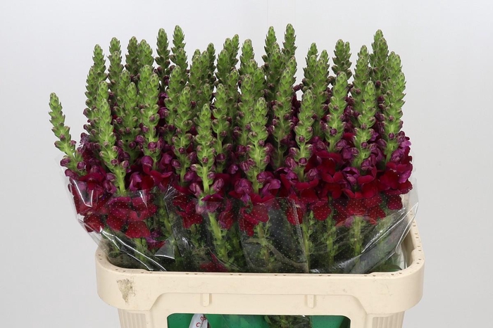 <h4>Antirrhinum Opus Red</h4>