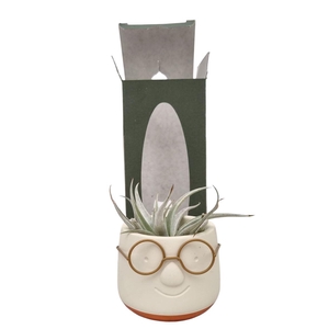 Arrangementen Tillandsia 6%