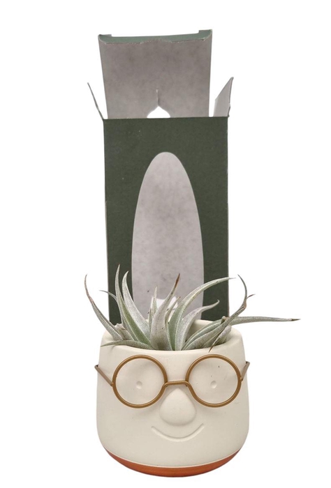 <h4>Arrangementen Tillandsia 6%</h4>