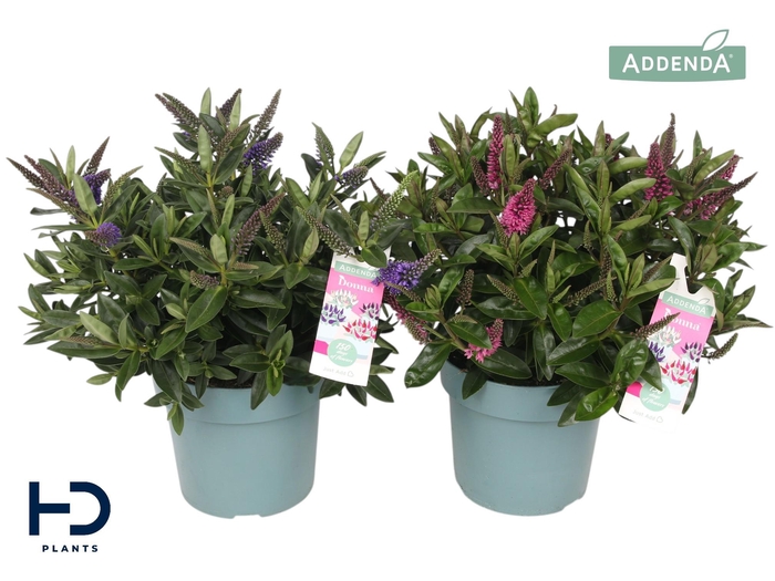 <h4>Hebe Addenda struik XL mix p17 per laag Britta & Nikka</h4>