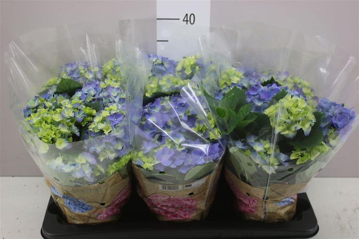 <h4>Hydrangea Early Blue 6-7</h4>