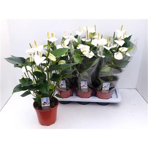 Anthu An Adios White 7+