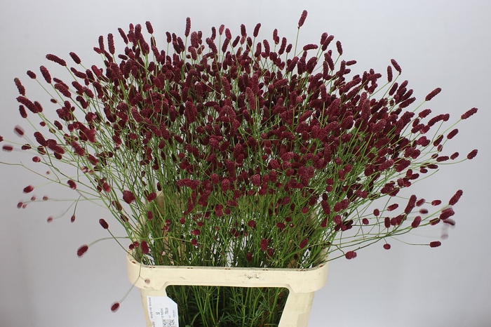 Sanguisorba Of Orient Dream